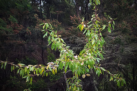 Individual approach to each plant. The almond tree finally found a good place on a wet slope