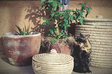 Officially accredited cat on the veranda of an adobe house